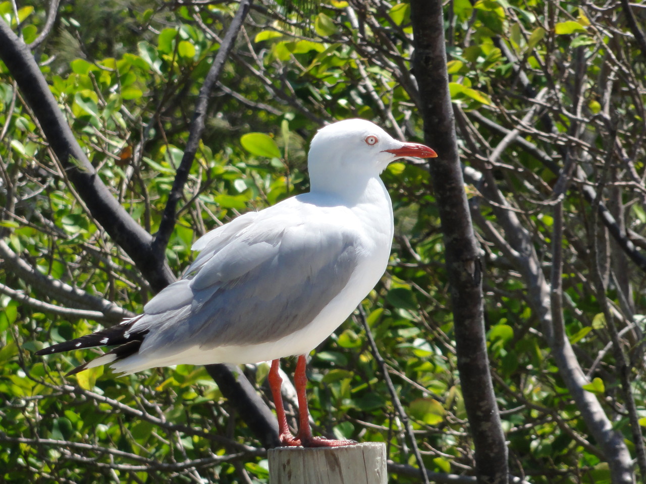 ile aux canards