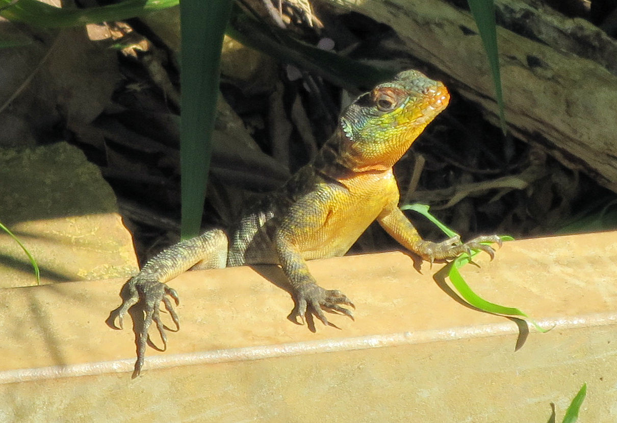 Iguazú-Nationalpark