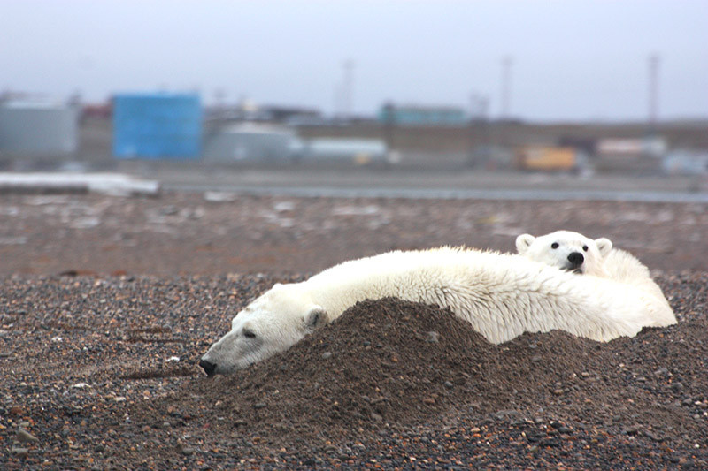 Ourse et ourson polaires aux abords de la ville - Kaktovik - Alaska
