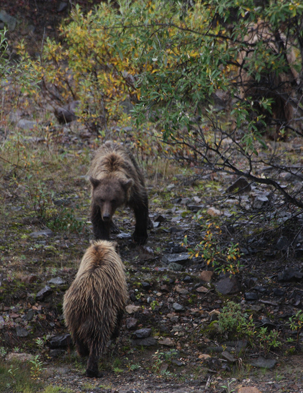 Jeunes ours grizzlis - Denali - Alaska