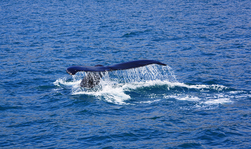 Baleine - Seward Alaska