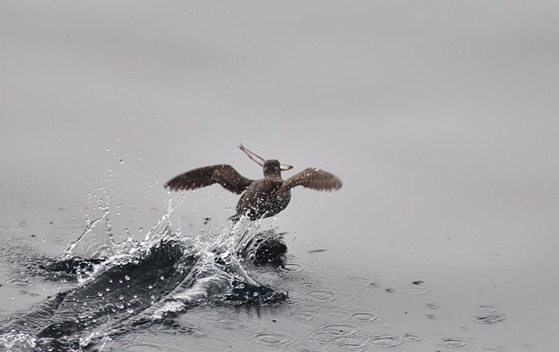 Oiseau marin pêchant - Seward Alaska 