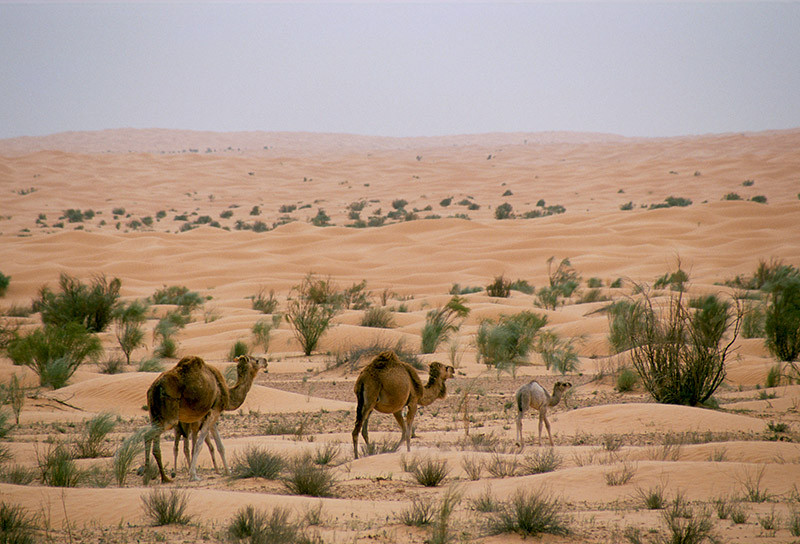 Caravane de chameaux - Sahara
