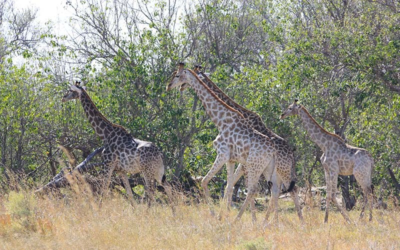 Girages - Namibie