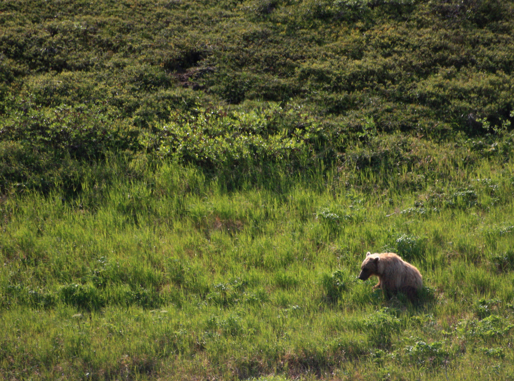 Denali National Park - Grizzly