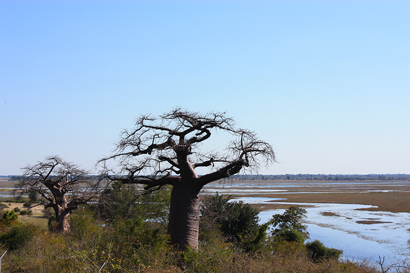 Baobab - Delta de l’Okavango - Namibie