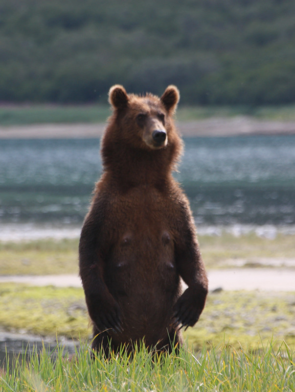 Ourse grizzly aux aguets - Katmai - Alaska