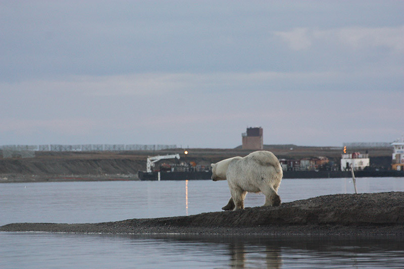 Ours polaire aux abords de la ville - Kaktovik - Alaska