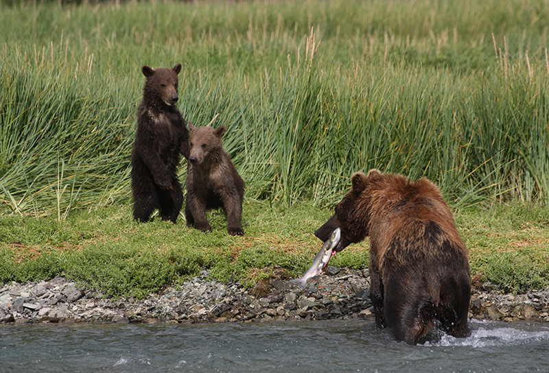 Ourse grizzly et ses petits - Katmai - Alaska