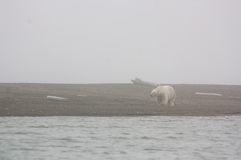 Ours polaire dans la brume - Kaktovik - Alaska