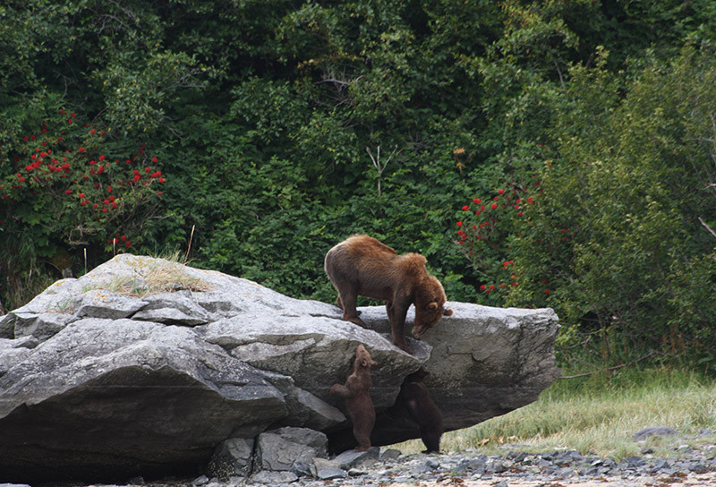 Katmai - Ours Grizzly