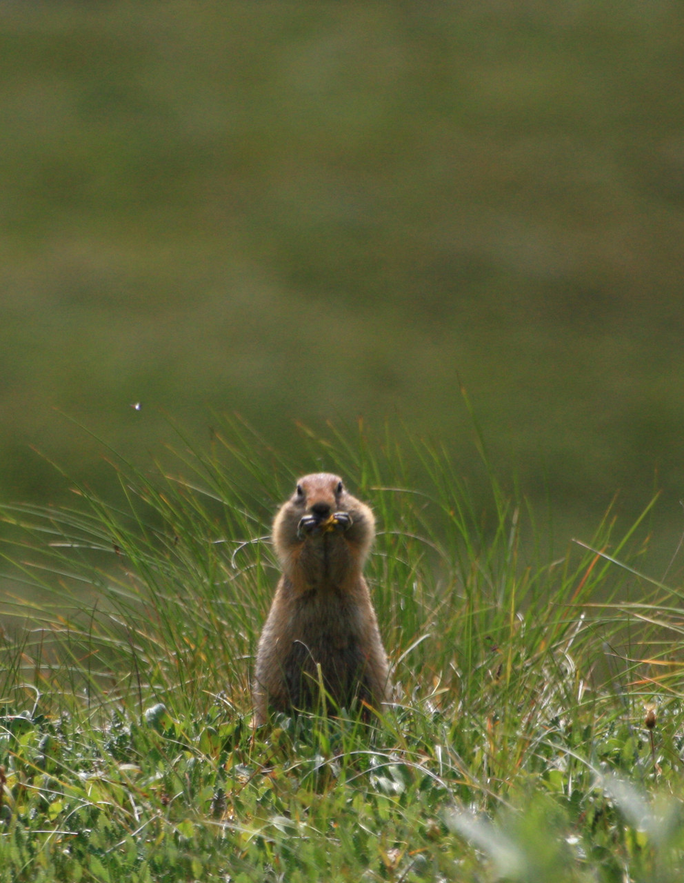 Denali National Park - Ground squirrel