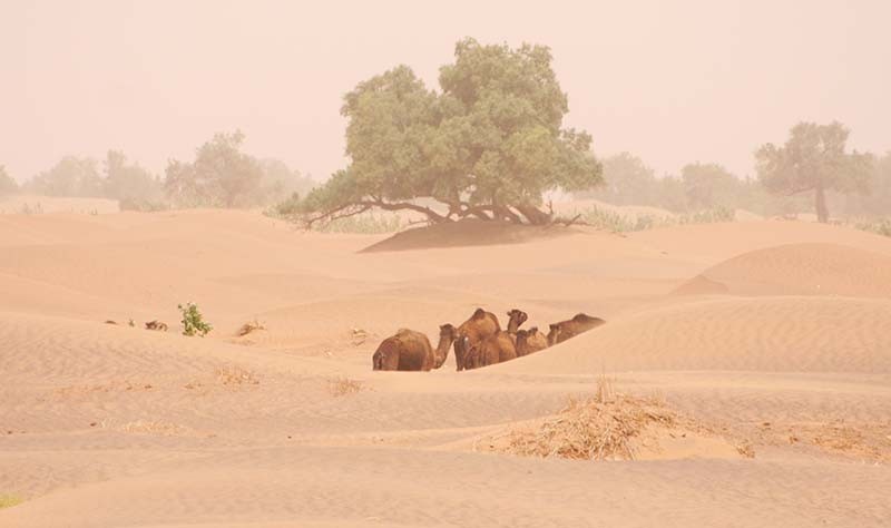 Chameaux au milieu d'un vent de sable - Sahara - Maroc