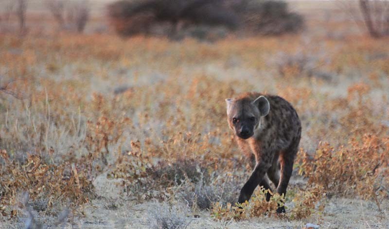 Hyène - Botswana
