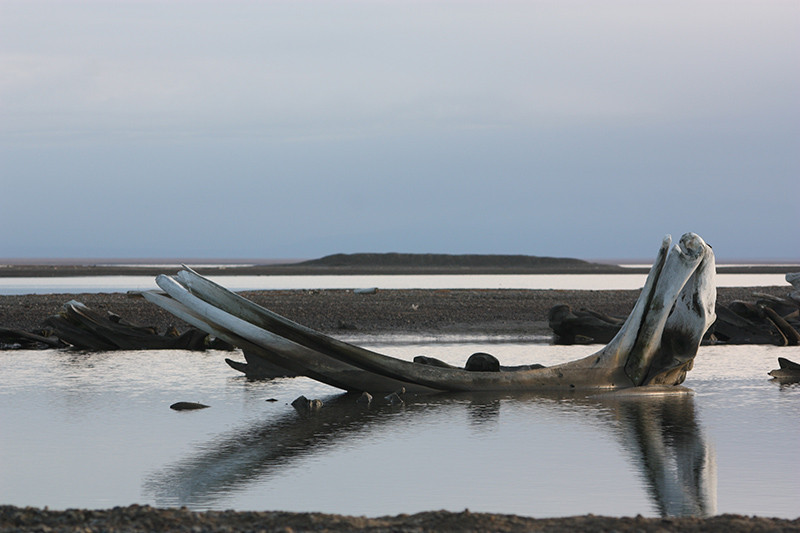 Os de baleine - L'île aux os - Kaktovik - Alaska