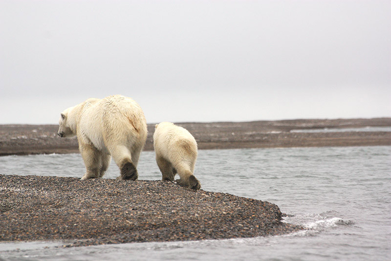 Ours polaire - Kaktovik Alaska