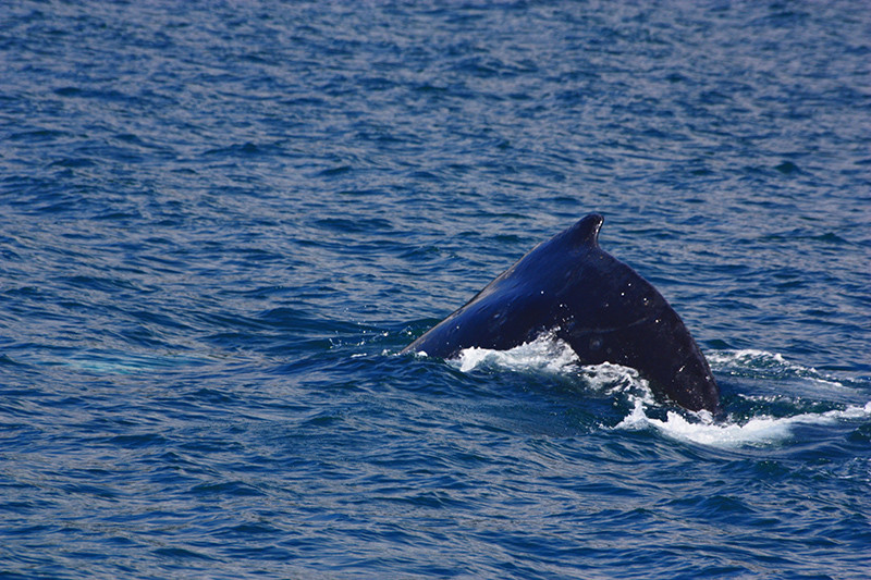 Baleine - Seward Alaska