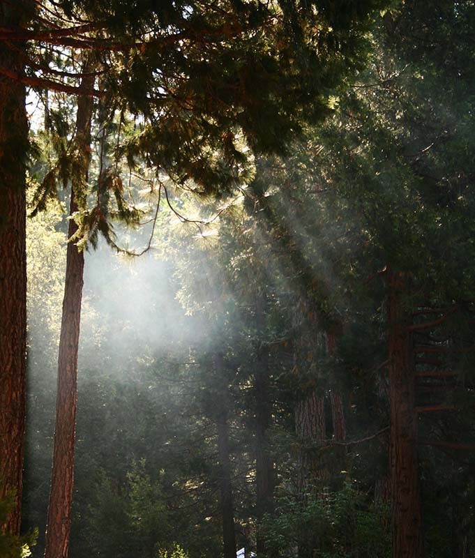 Séquoia National Park - USA
