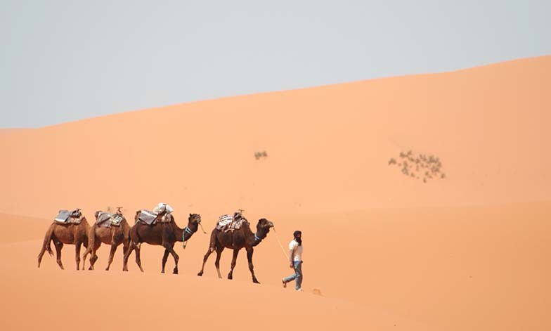 Caravane de chameaux dans le Sahara - Maroc