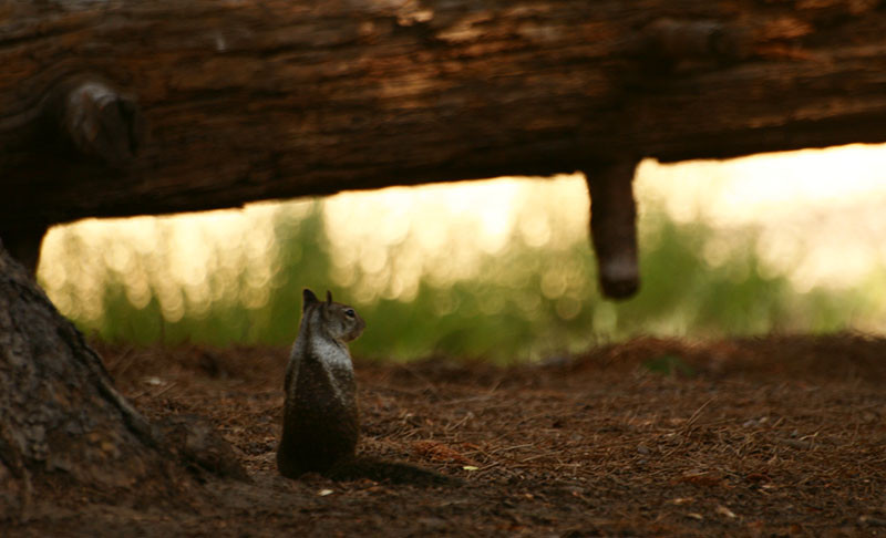 Tamia - Séquoia National Park - USA