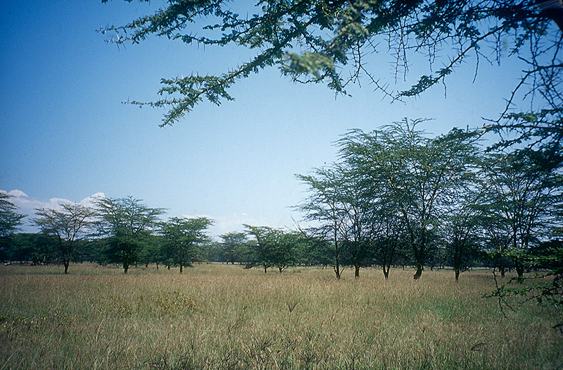 Parc national Amboseli - Kenya