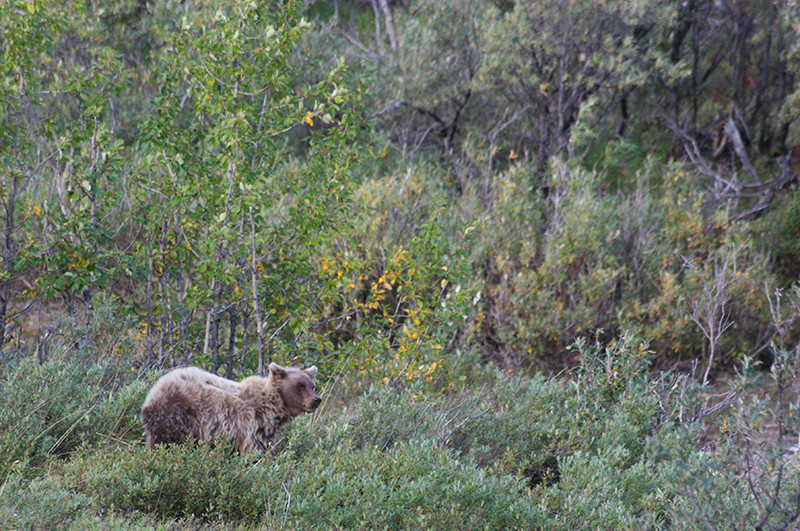 Jeune ours grizzli - Denali - Alaska