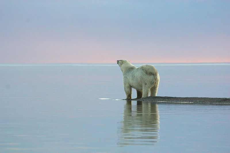 Ours polaire - Kaktovik Alaska