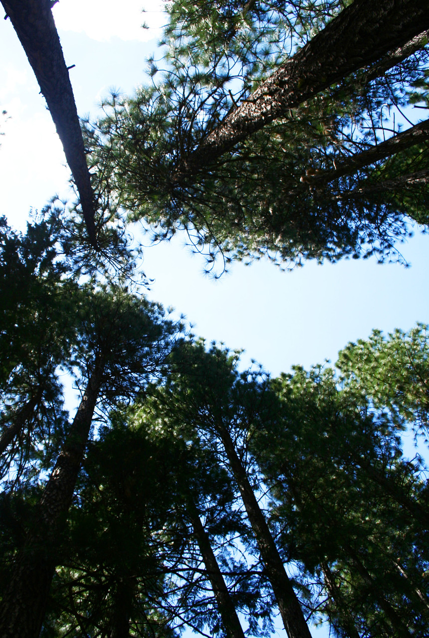 Séquoia National Park - USA