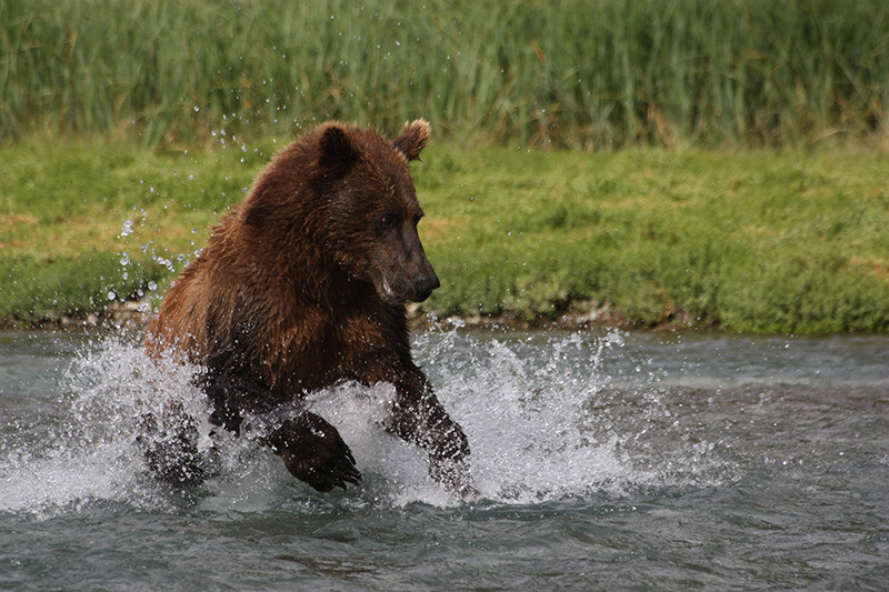 Jeune ours grizzly pêchant - Katmai - Alaska