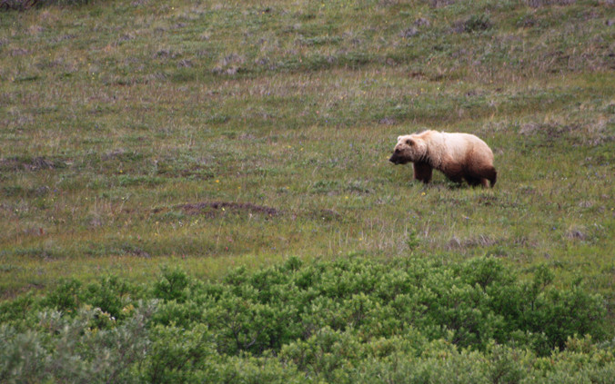 Denali National Park - Grizzly
