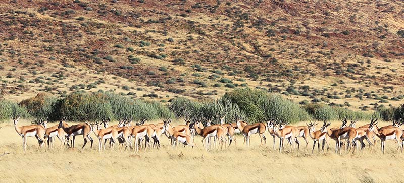 Gazelles de Thompson - Namibie