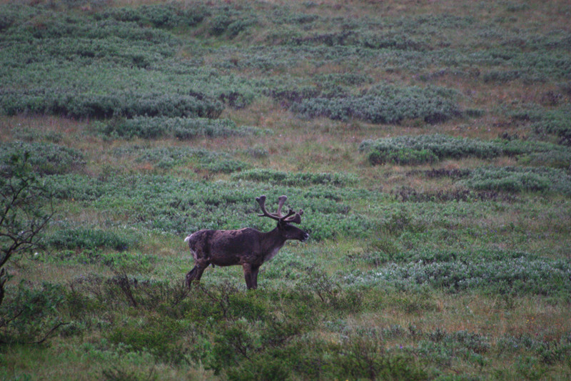 Denali National Park - Caribou