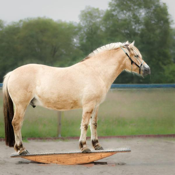 200cm Wippe