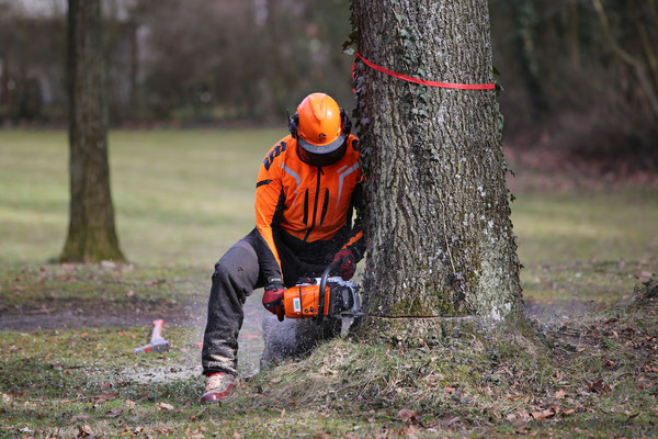Baumpfleger beim Baum fällen