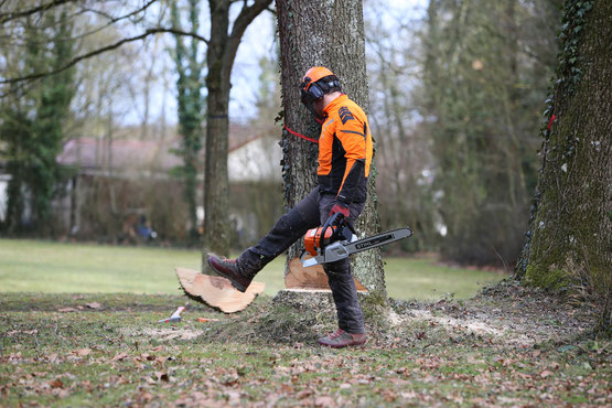 Baumpfleger bei der Baumfällung
