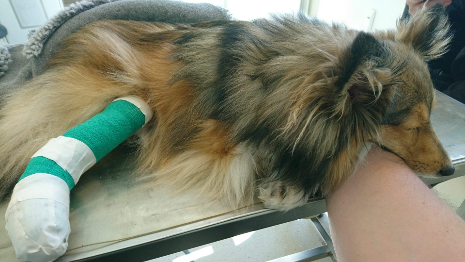 Ein frisch operierter Sheltie, mit Genehmigung von Andre Blau