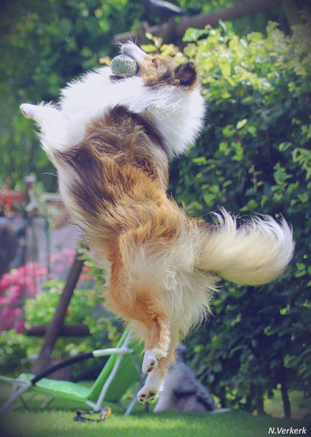 Damit der Sheltie soviel springen kann, wie er möchte, sollten die Hüften geröngt werden