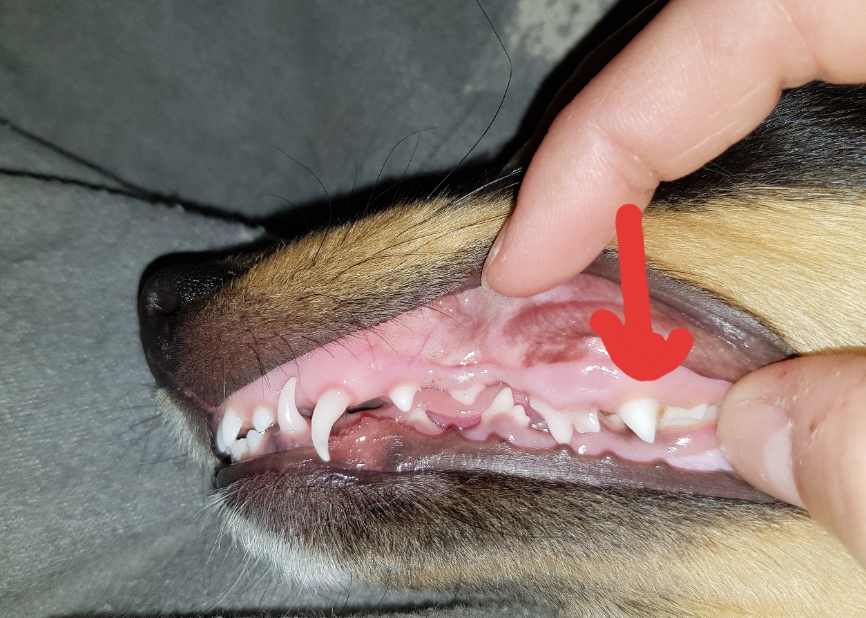 Vor Beginn der Zahnung - beutlinss Webseite!