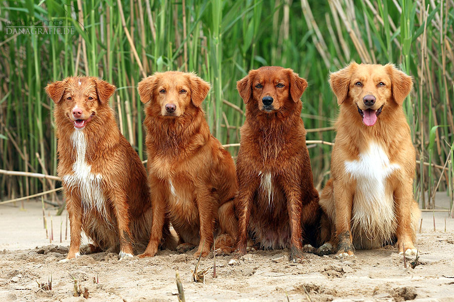 Nova Scotia Duck Tolling Retriever dummyhunters