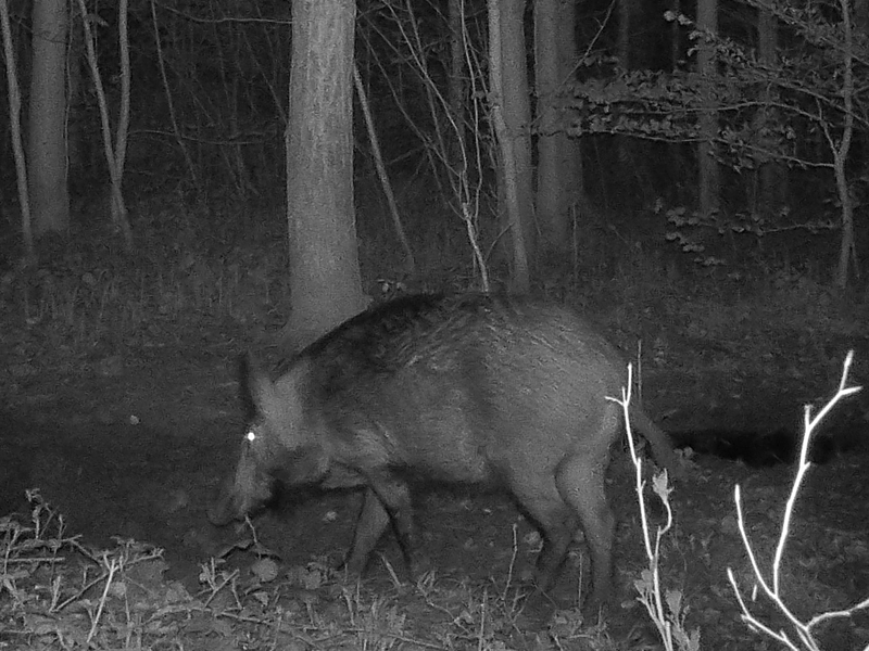 Wildschwein