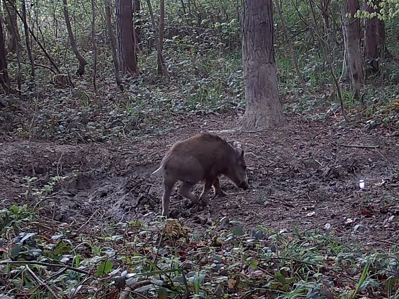 Wildschwein