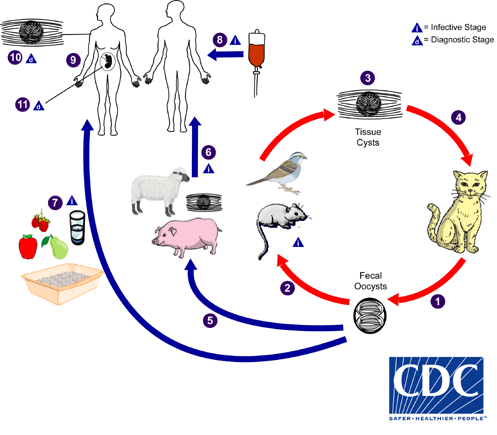 Alimenti e HACCP - I parassiti che non ti aspetti Toxoplasma