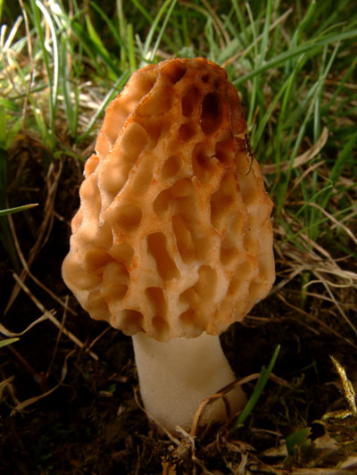 Alimenti e HACCP - Errori con i funghi