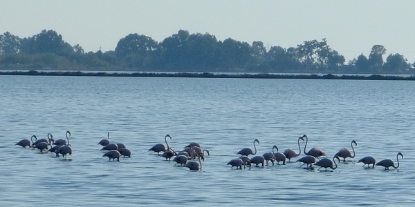 Flamingos in der Bucht von Mesolongi