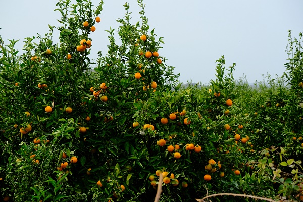 Mandarinen Plantage