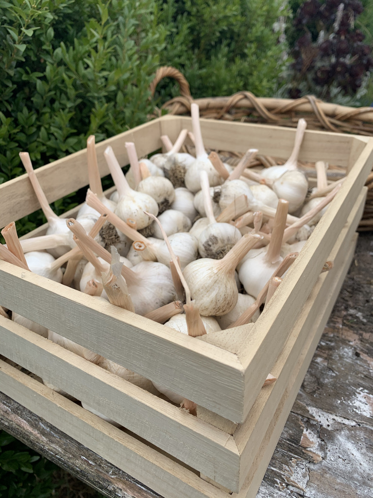 Scapes to Flakes: Growing Garlic