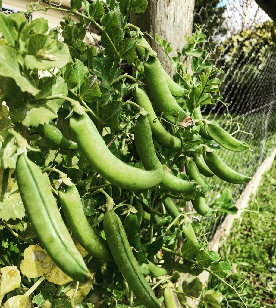 Food on fences Growing even more peas Red Dirt Road Blog Gippsland
