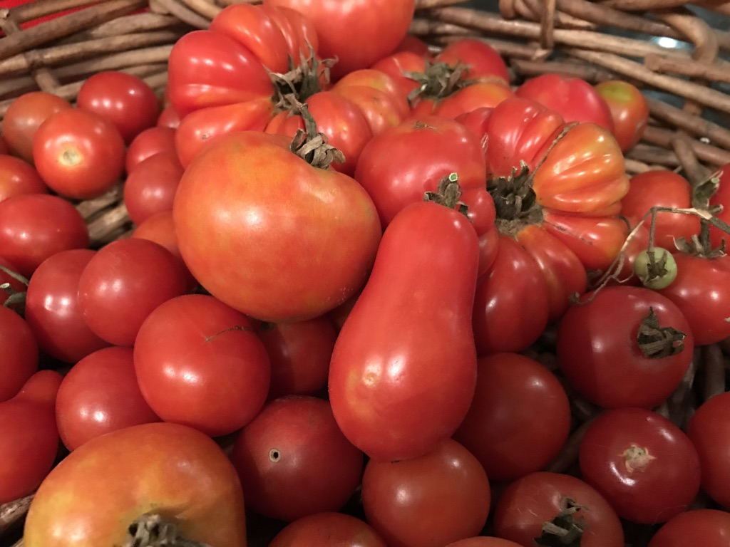 Pot luck: Growing successful container tomatoes.