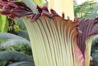 Titan Arum in Melbourne