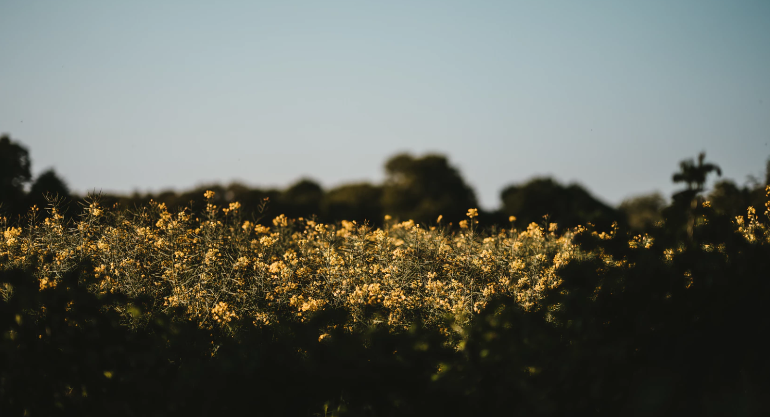 Hiding in Hedgerows...